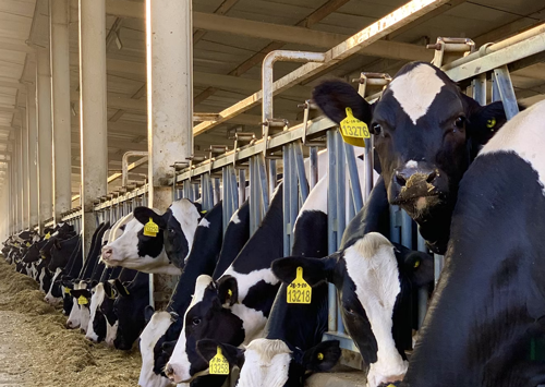  The ugly truth about cows and why you should shop for dairy alternatives